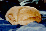Ambre Cecilia