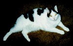 Baby Bear Cat